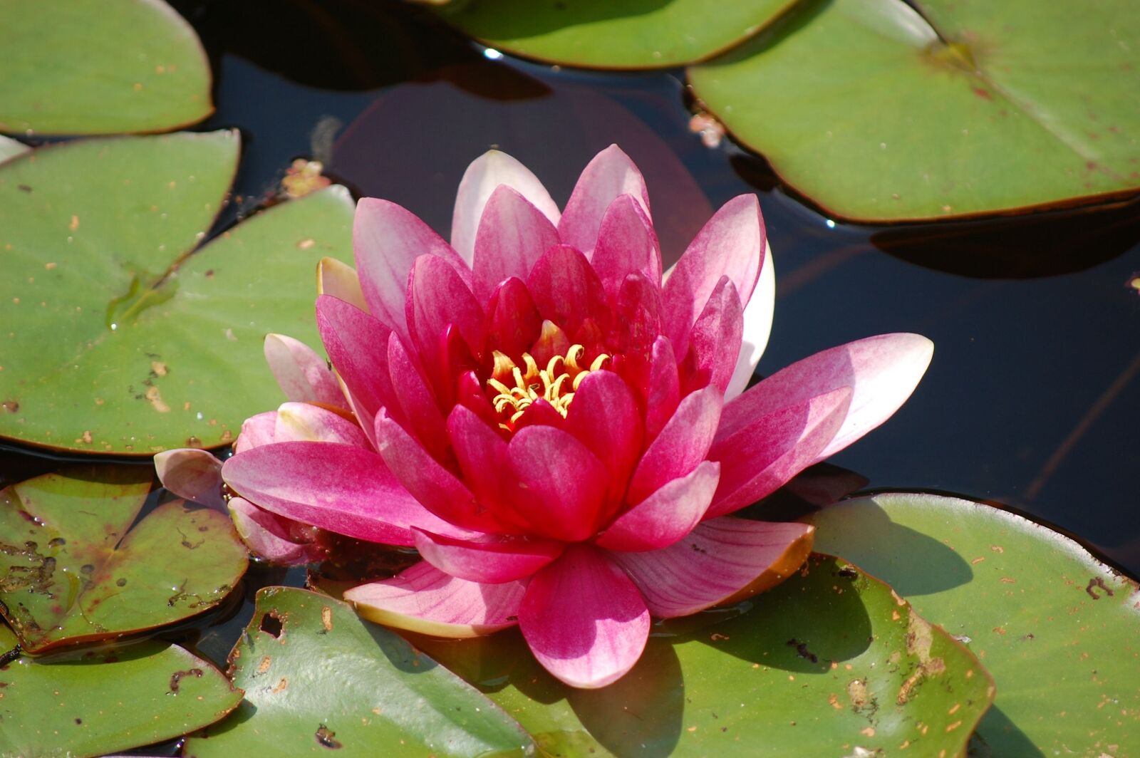 Nikon D40 sample photo. Water lily, dortmund, flower photography