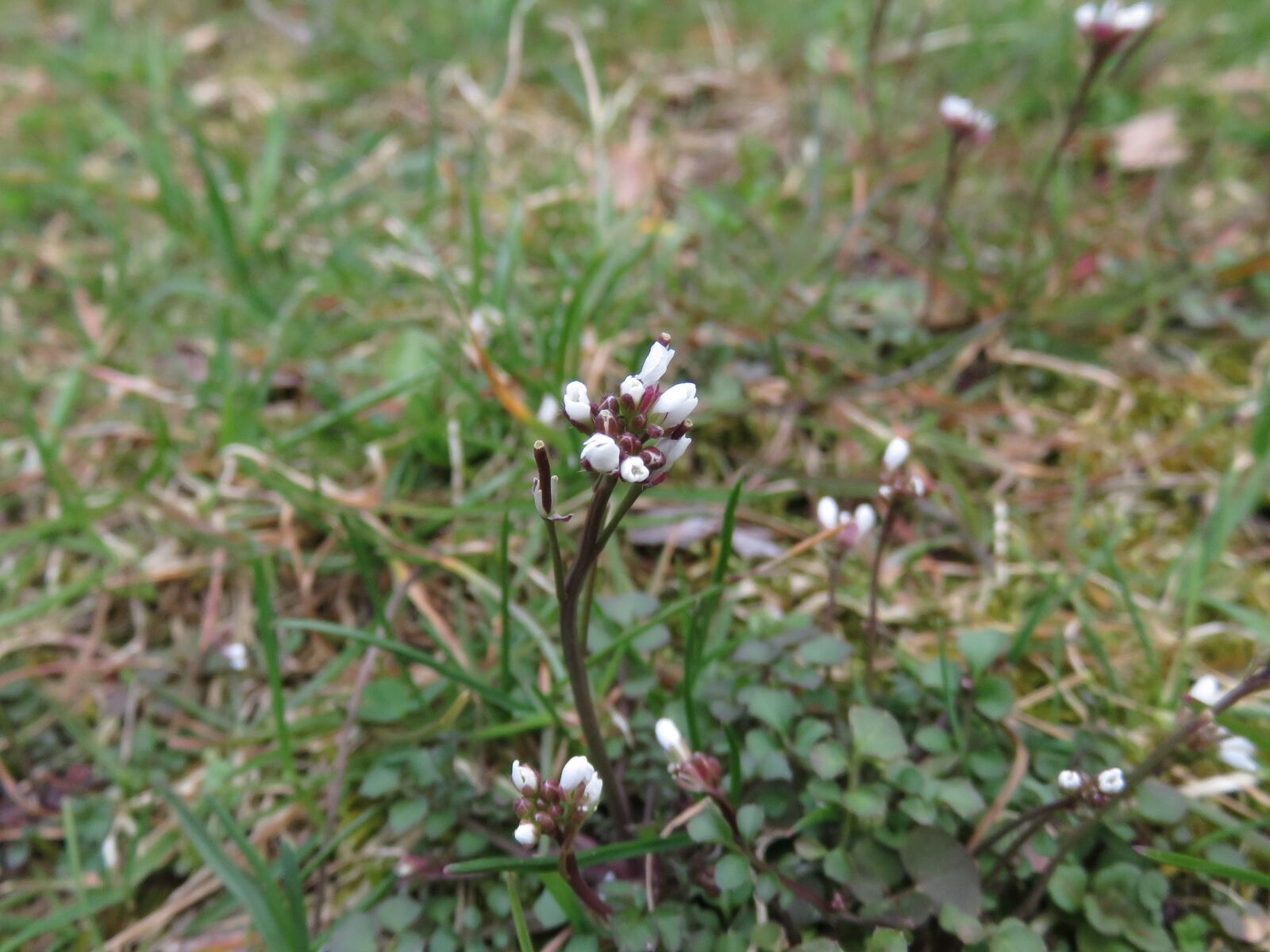 Canon PowerShot SX710 HS sample photo. White, flowers, stem photography