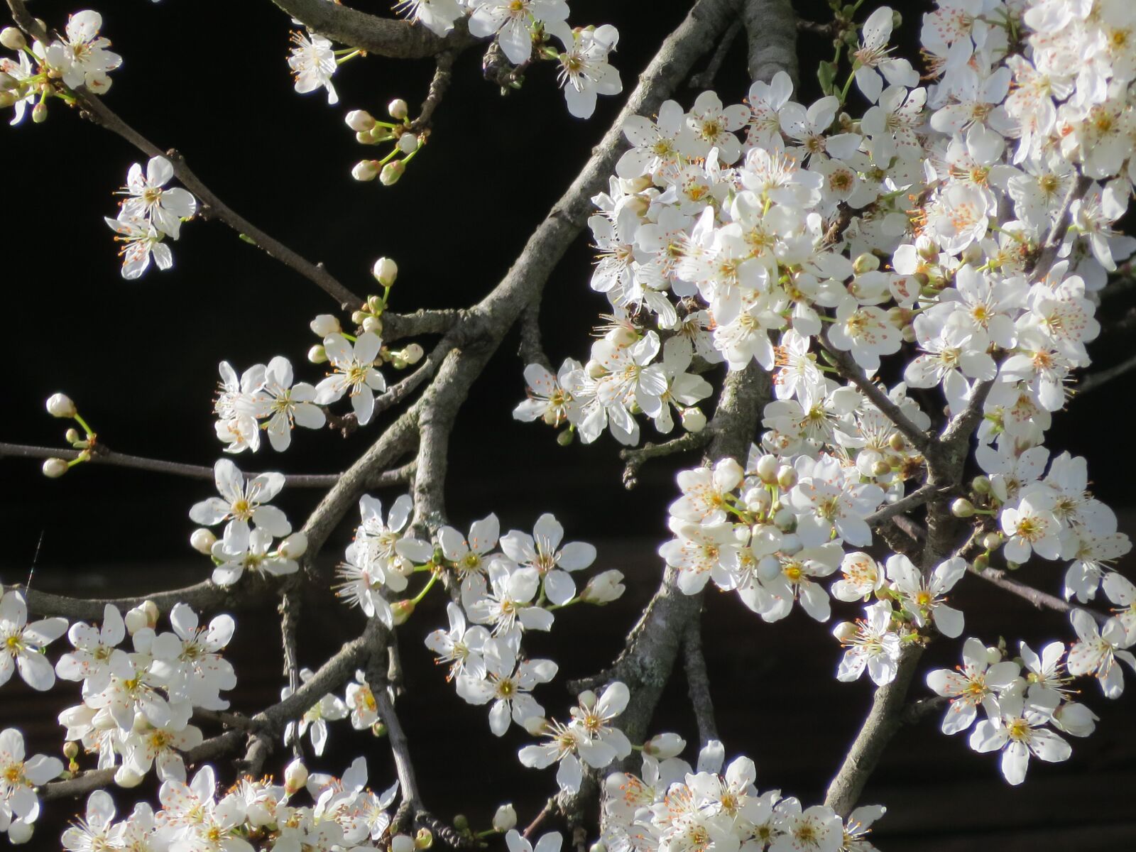 Canon PowerShot SX50 HS sample photo. Flowers, cherry tree, cherry photography