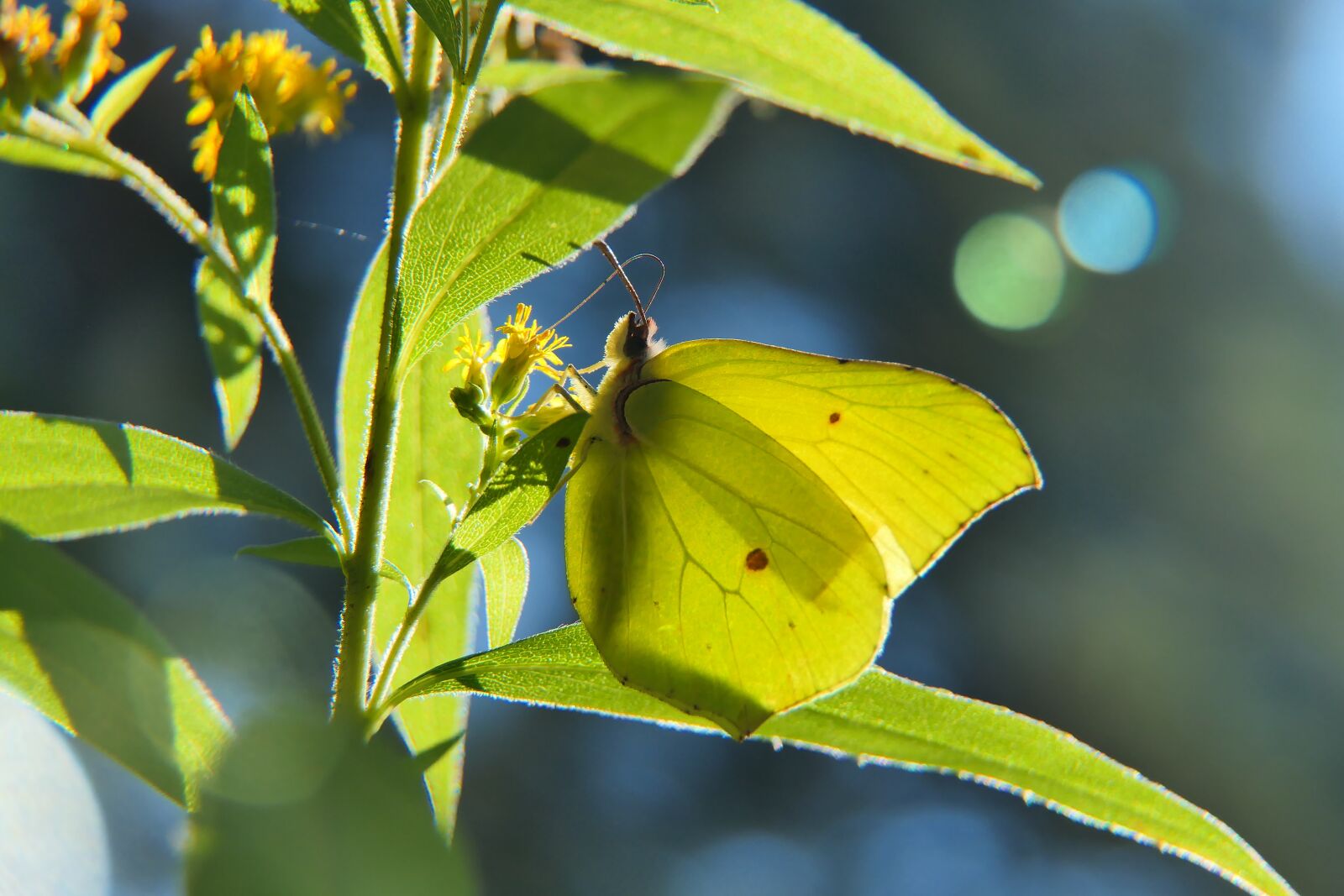 Panasonic Lumix DMC-FZ2500 (Lumix DMC-FZ2000) sample photo. Cloudless sulphur butterfly, butterfly photography