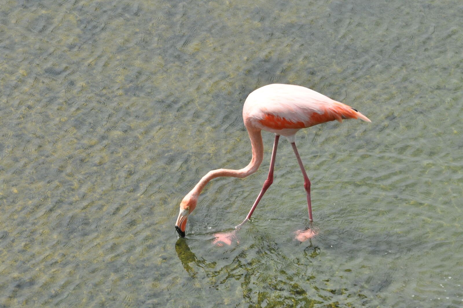 Nikon D90 sample photo. Flamingo, bird, pink photography