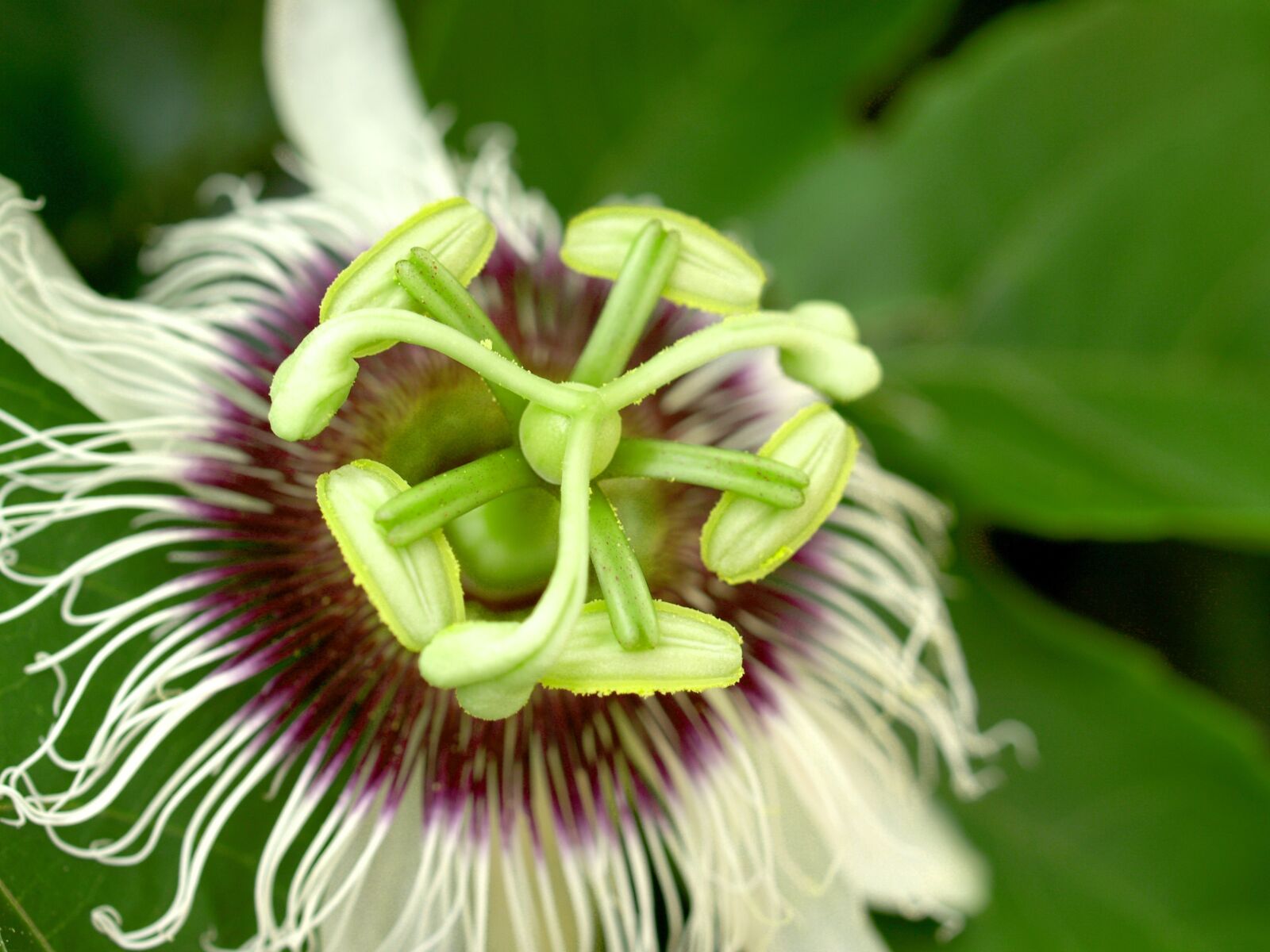 Olympus E-300 (EVOLT E-300) sample photo. Passion, flower, fruit photography