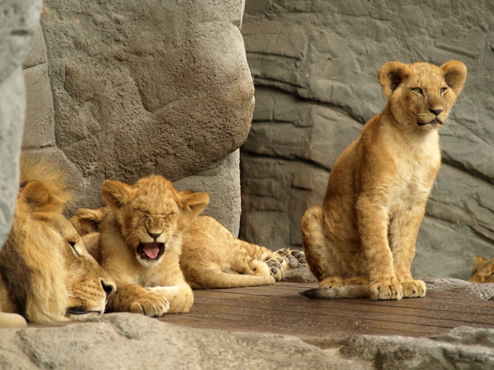 Olympus E-510 (EVOLT E-510) sample photo. Lion, predator, big cat photography