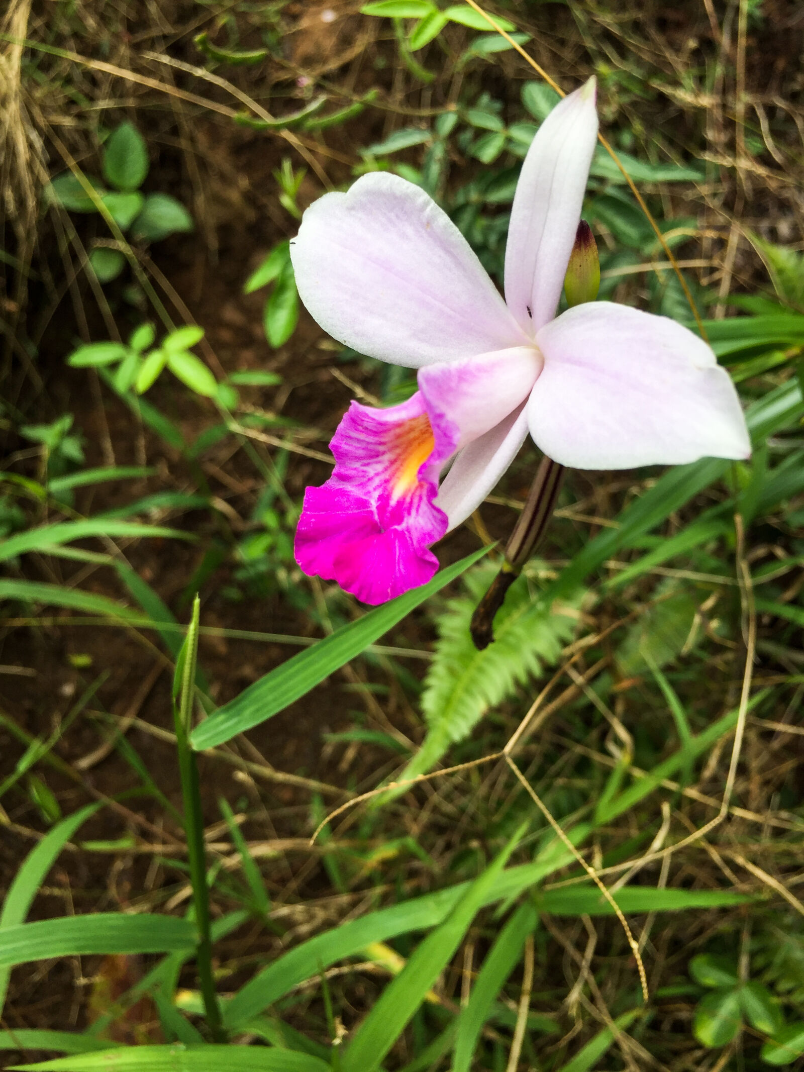 iPhone 6 back camera 4.15mm f/2.2 sample photo. Beautiful, bloom, blooming, botanical photography