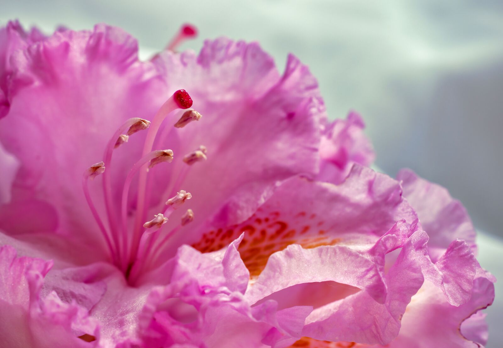 Nikon D5600 sample photo. Rhododendron, flowering stems, stamp photography