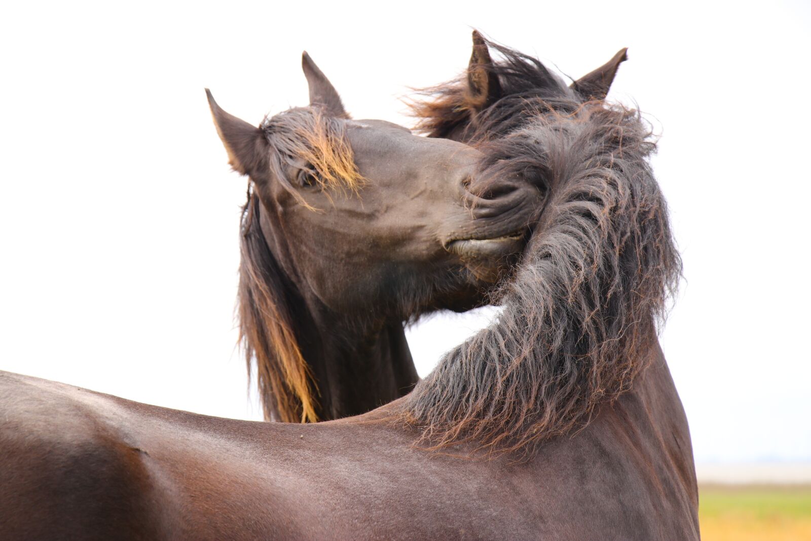 Canon EOS 80D sample photo. Horse love, horse kiss photography