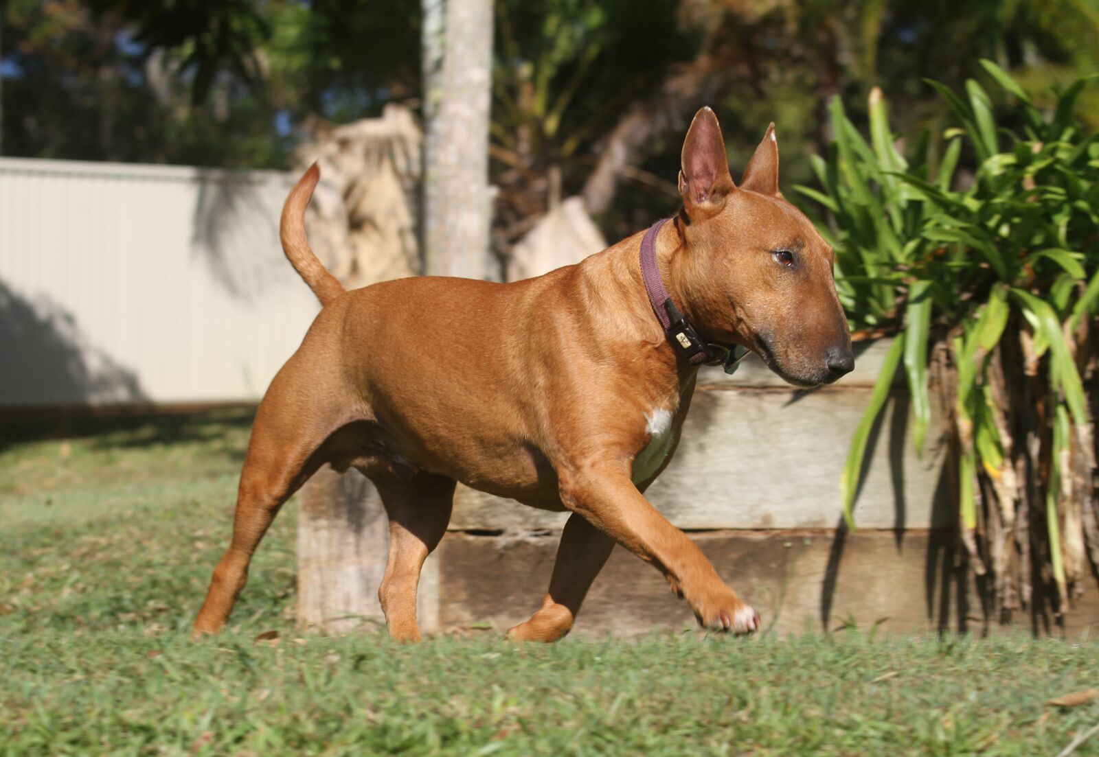 Canon EOS 7D + Canon EF 70-200mm F4L IS USM sample photo. Dog, miniature, bull terrier photography