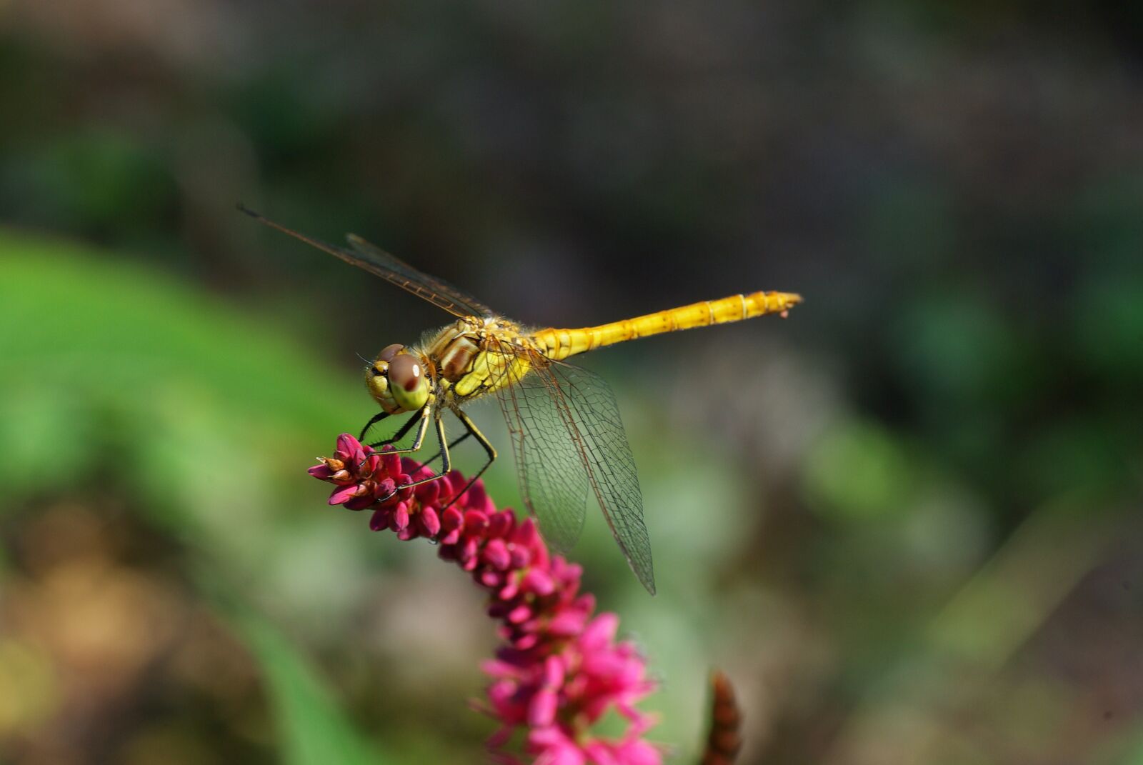Pentax K10D sample photo. Dragonfly, summer, nature photography
