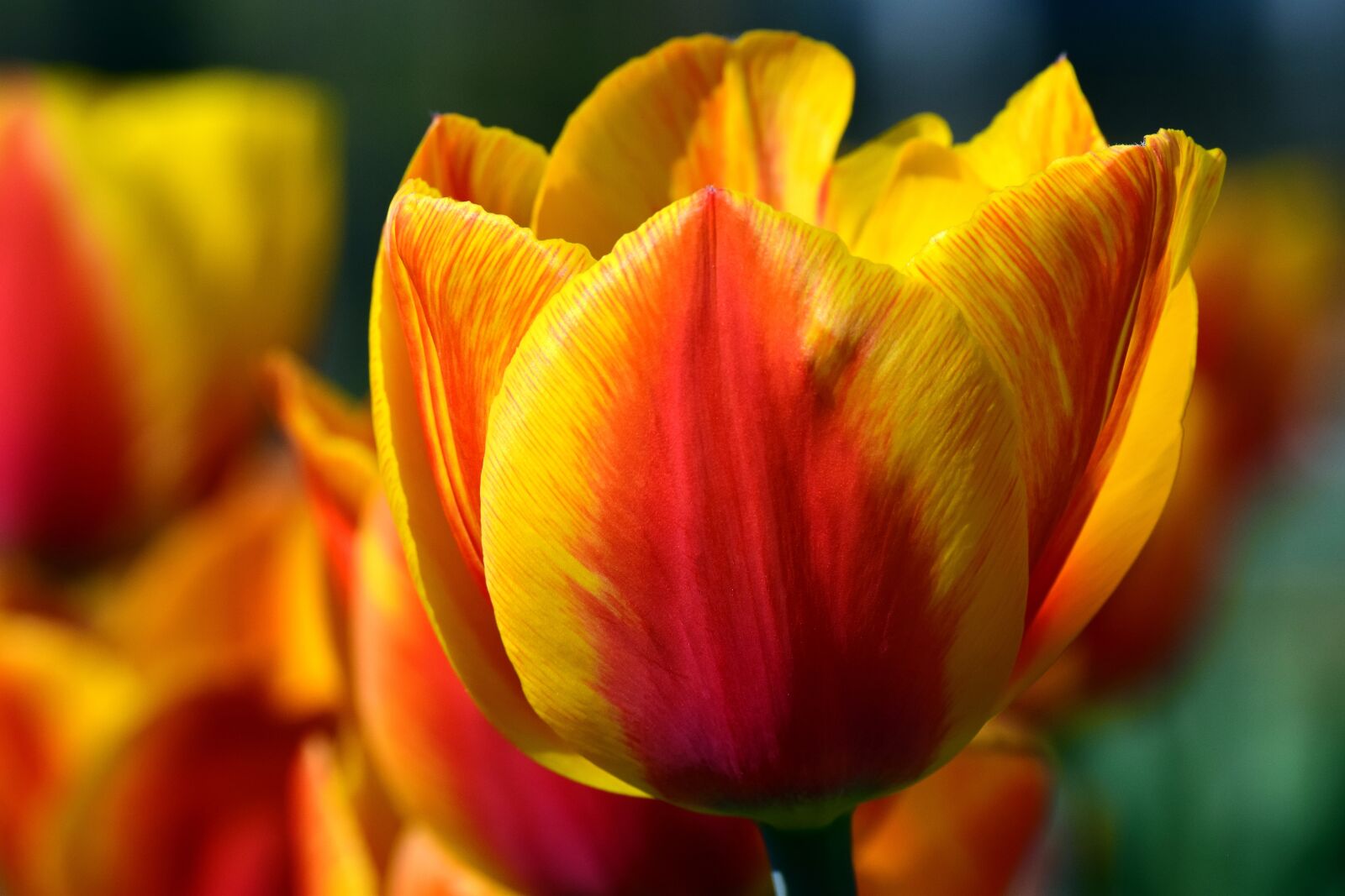 Nikon D3300 sample photo. Flower, tulip, nature photography