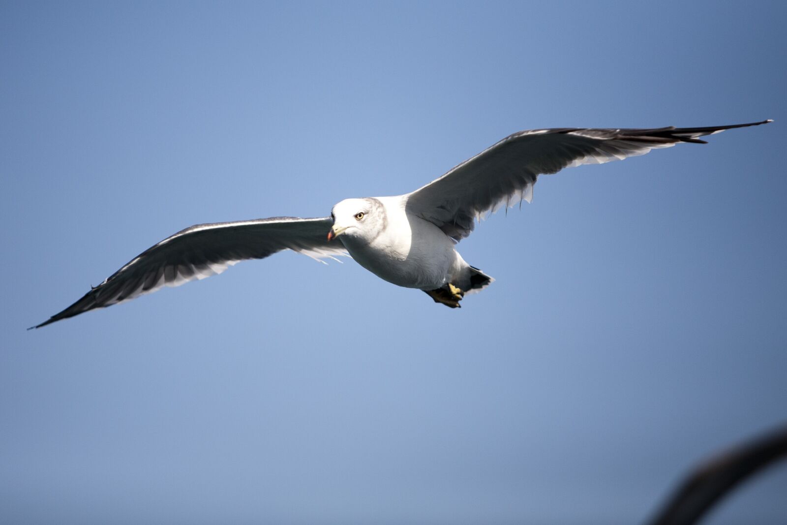 Canon EOS 5D sample photo. Seagull, sea birds, new photography