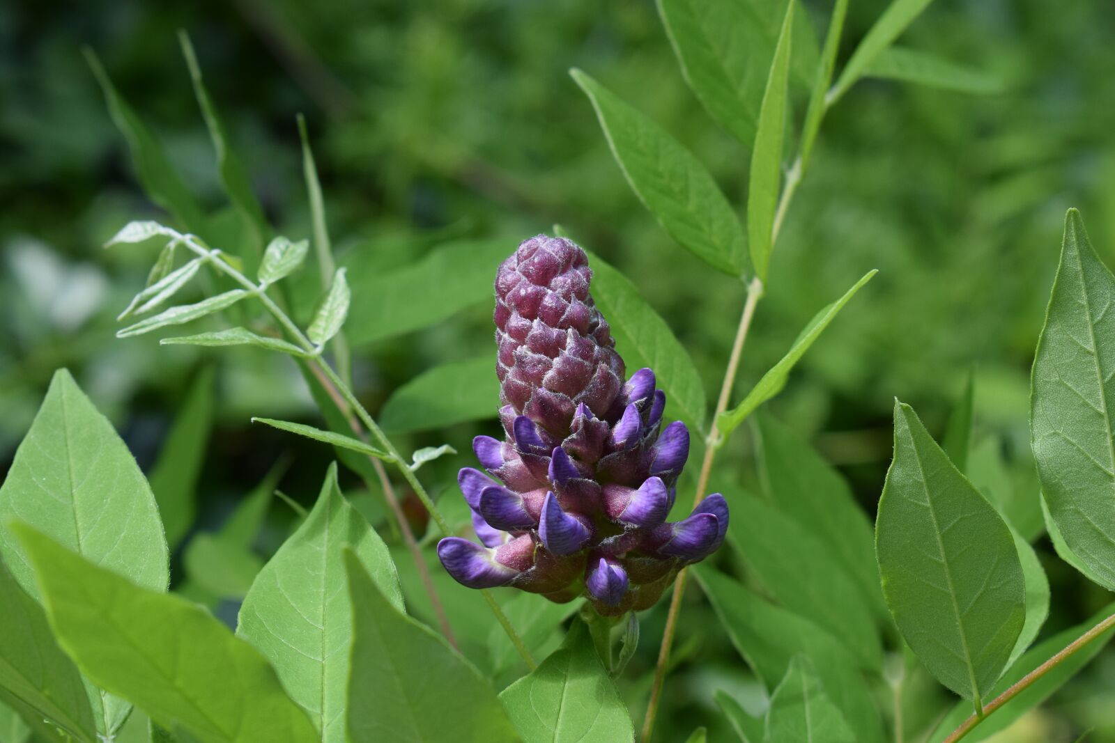 Nikon D3300 sample photo. Wisteria bud, flower, bud photography