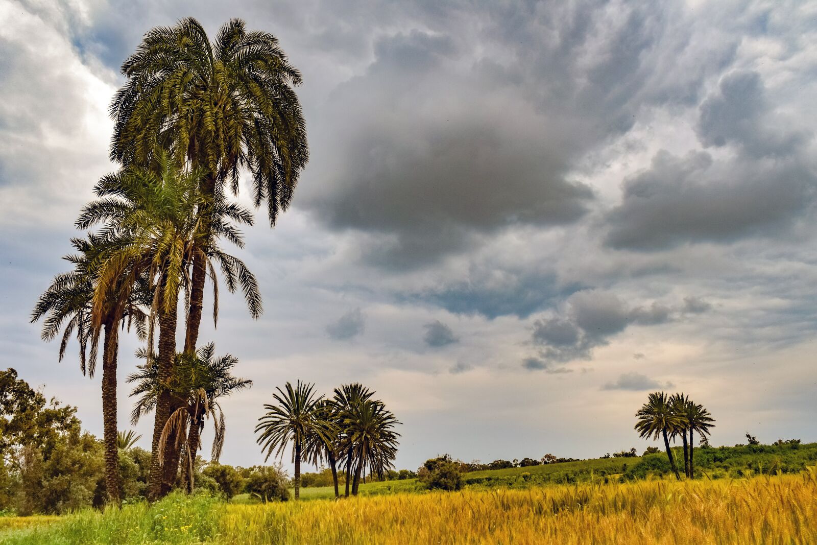 Nikon D3300 sample photo. Palm trees, trees, landscape photography