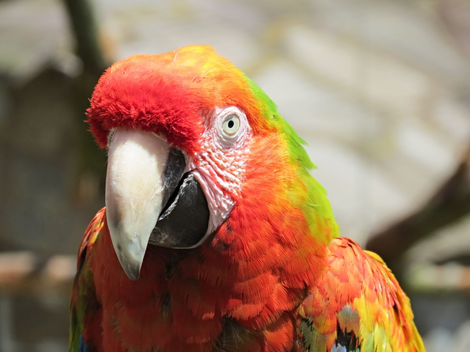 Canon PowerShot SX40 HS sample photo. Ara, parrot, parrot bird photography
