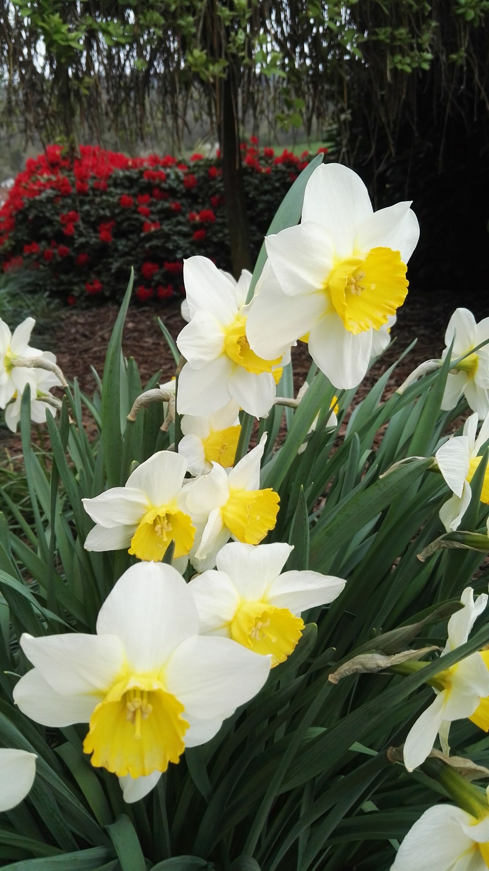 HUAWEI P8 sample photo. Blooming, flowers, spring, white photography