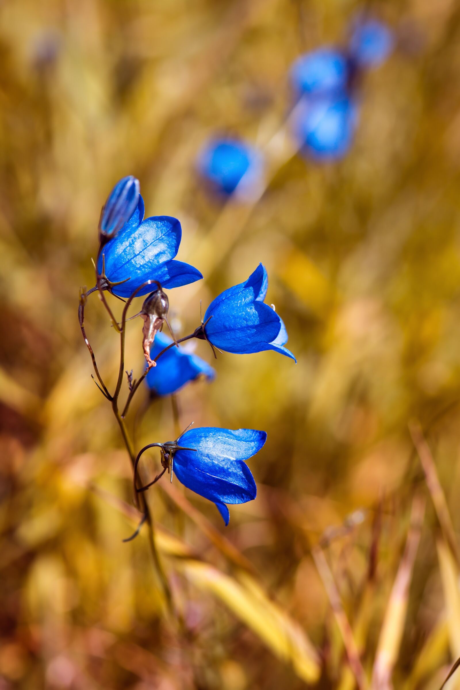 Nikon D7100 sample photo. Round leaved bellflower, campanula photography
