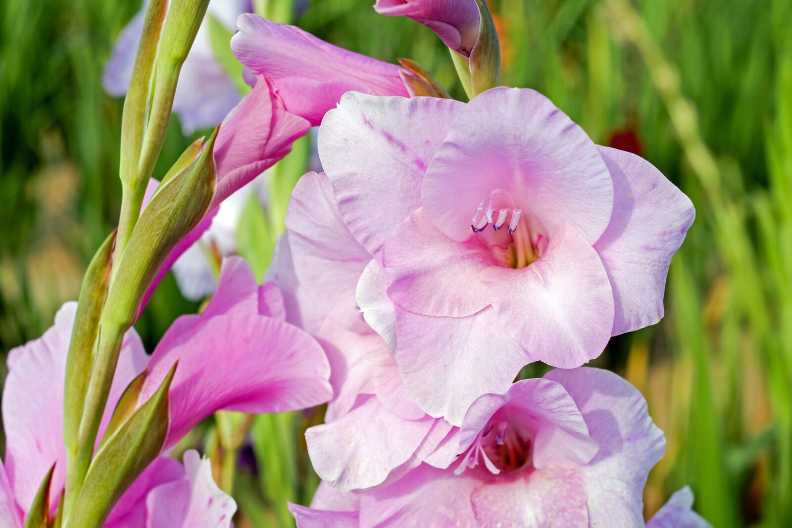 Fujifilm X-T10 + Fujifilm XF 35mm F1.4 R sample photo. Gladiolus, flower, blossom photography