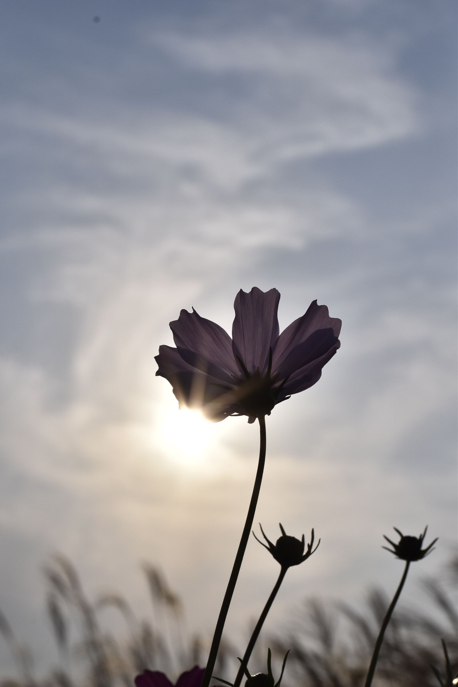Nikon D5500 sample photo. Cosmos, autumn, flowers photography