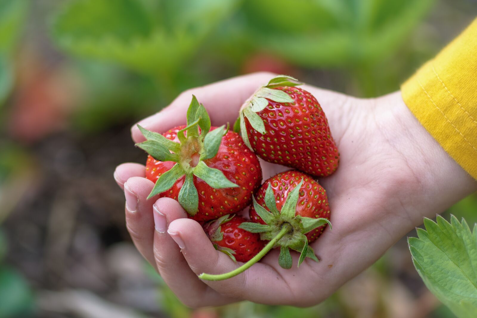 Nikon D7200 sample photo. Strawberries, bio, hand photography