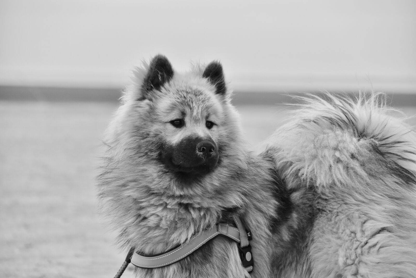 Nikon D5600 sample photo. Dog, eurasier, black and photography