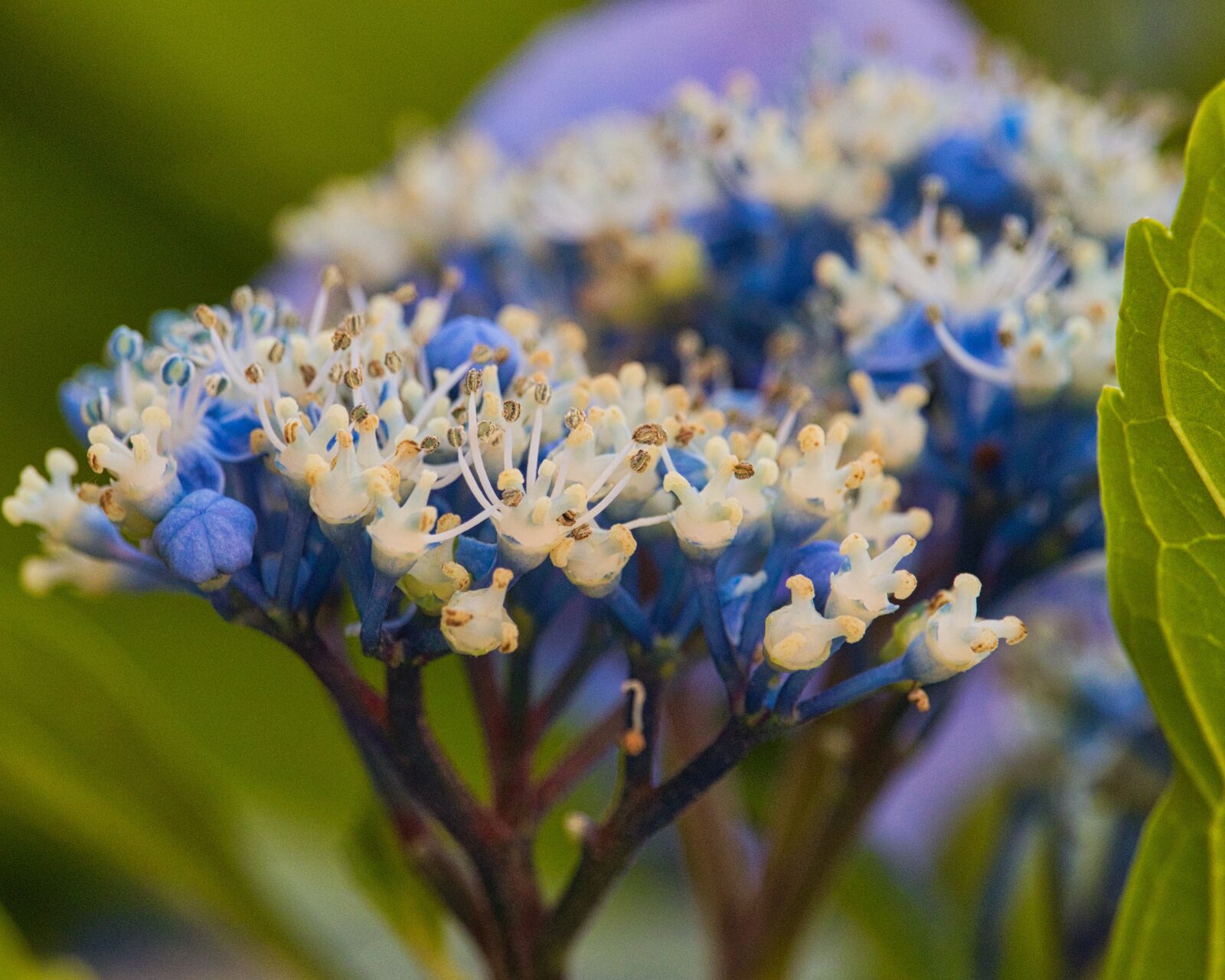 Canon EOS 200D (EOS Rebel SL2 / EOS Kiss X9) sample photo. Hydrangea, blue, nature photography