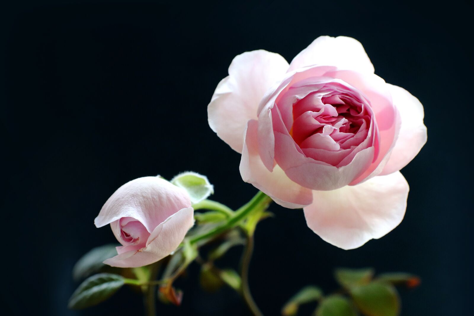 Canon EOS 200D (EOS Rebel SL2 / EOS Kiss X9) sample photo. Rose, pink, roses bloom photography