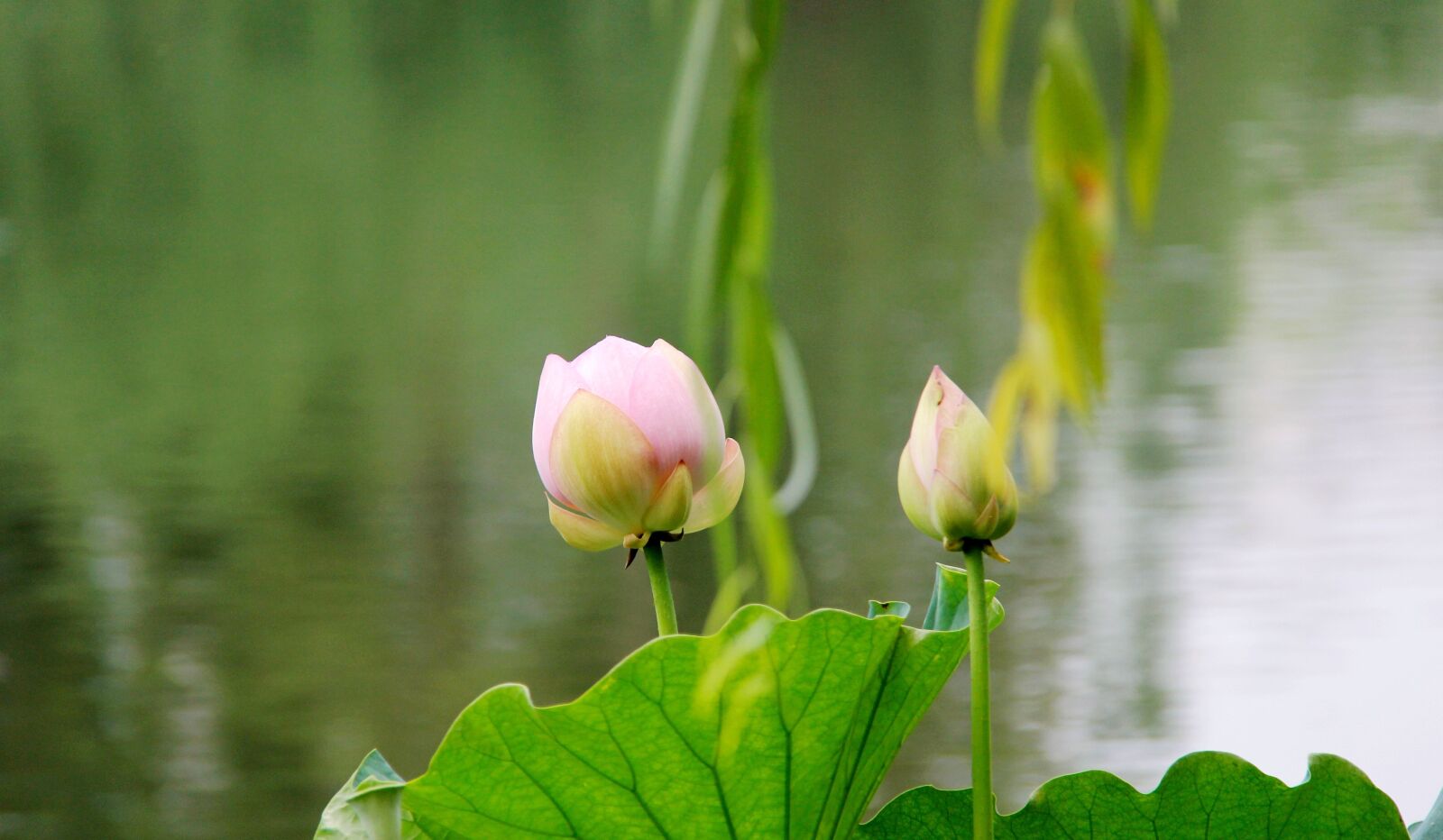 Canon EOS 60D sample photo. Lotus, to be placed photography