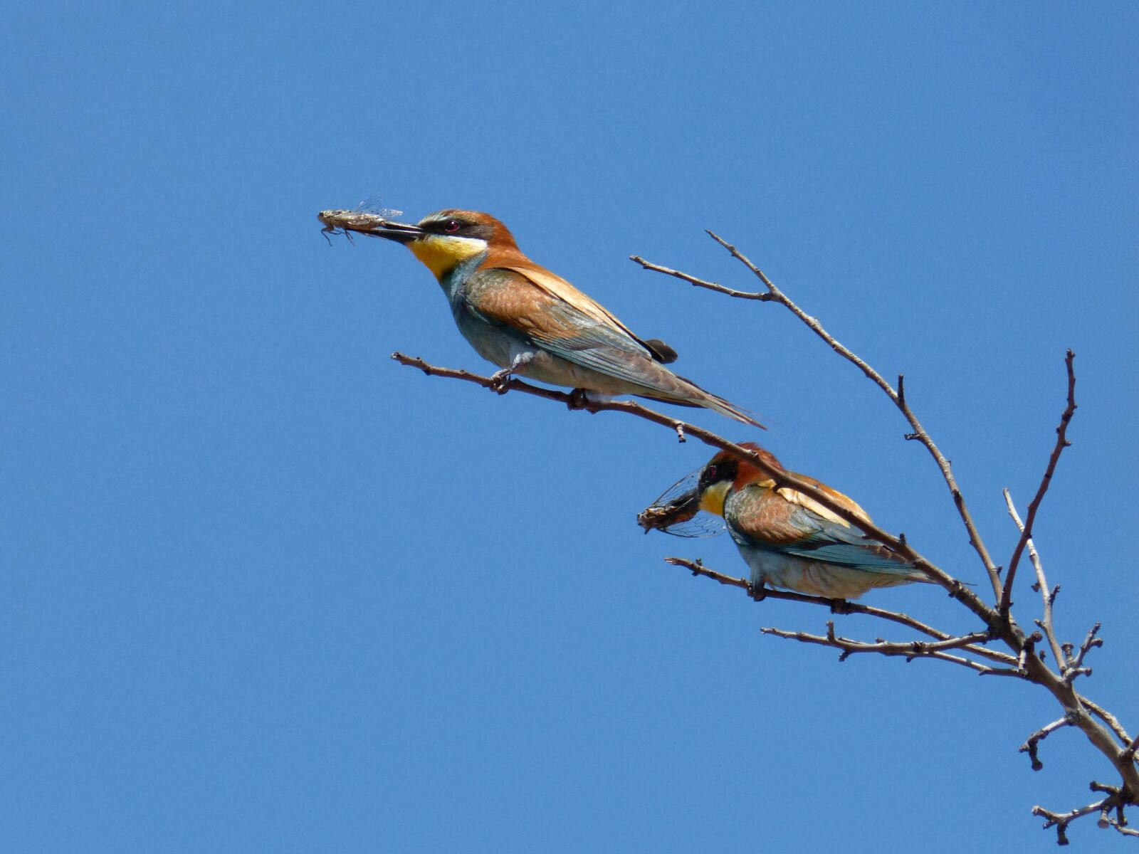 Panasonic DMC-FZ62 sample photo. Bee-eater, abellerol, merops apiaster photography