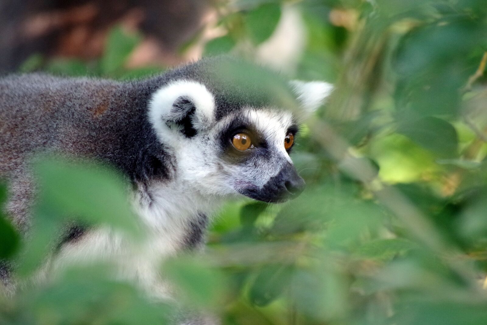 Pentax K-30 sample photo. Ring tailed lemur, primate photography