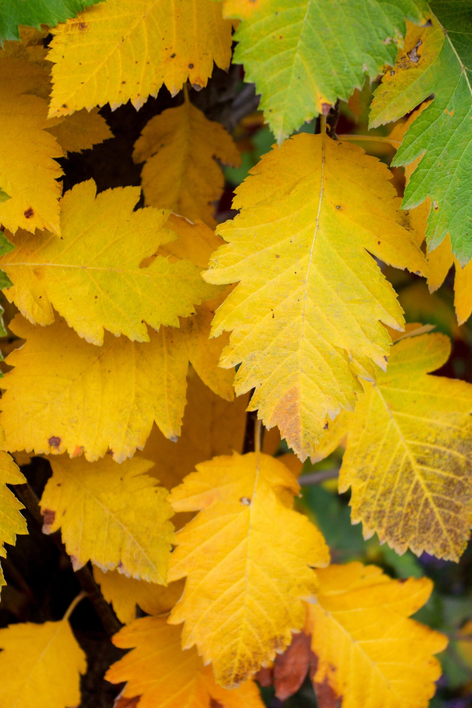 Pentax K-x sample photo. Leaves, autumn, golden autumn photography