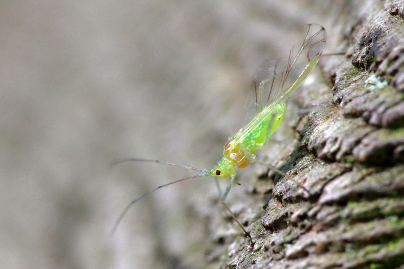 Canon EOS 80D sample photo. Greenfly, aphid, macro photography