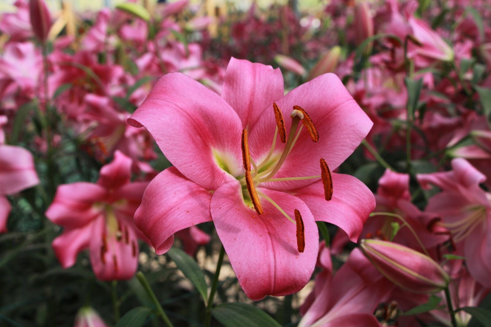 Canon EOS 650D (EOS Rebel T4i / EOS Kiss X6i) sample photo. Beautiful, brilliant, flowers photography
