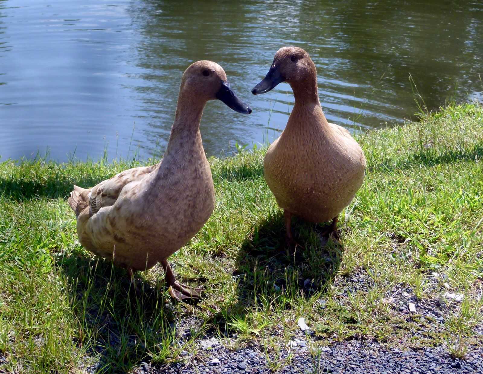 Panasonic Lumix DMC-FZ100 sample photo. Duck, domestic, khaki photography