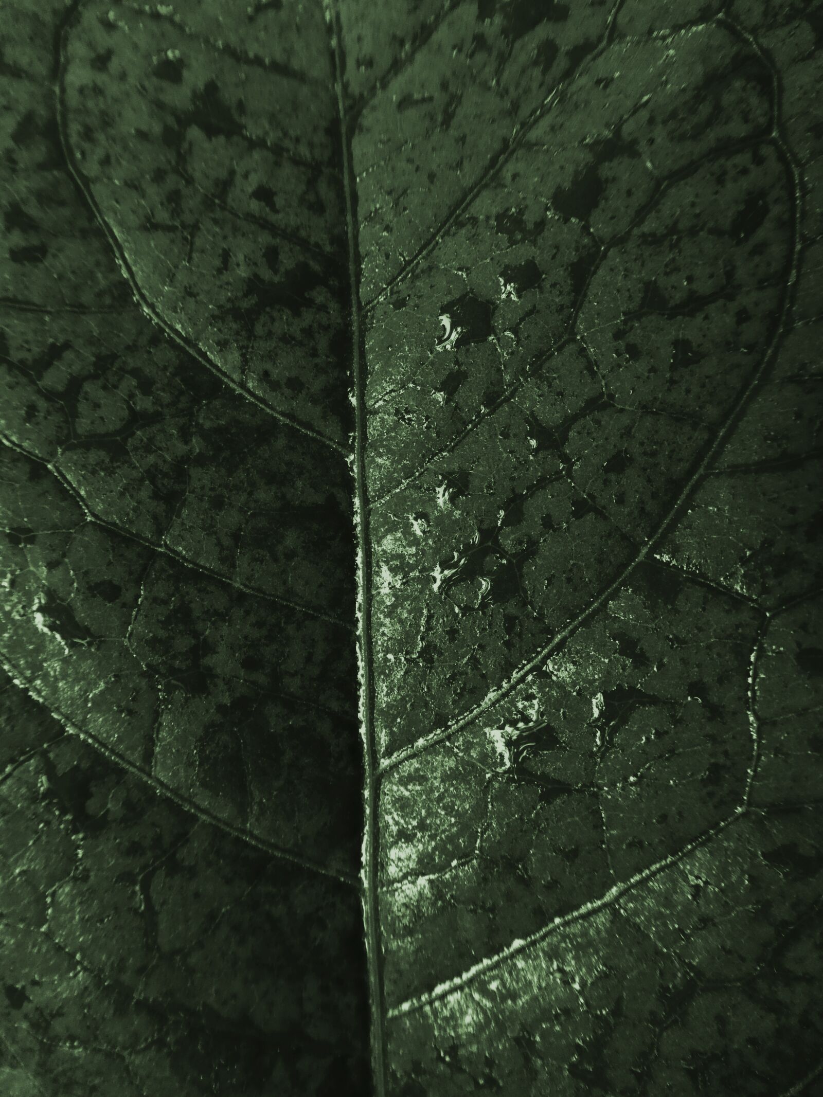 Panasonic DMC-TZ81 sample photo. Wet, leaf, rain photography