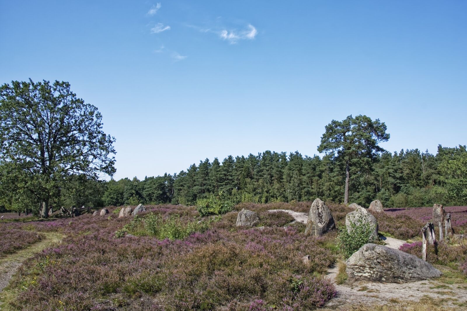 Nikon D500 sample photo. Germany, l neburg heath photography