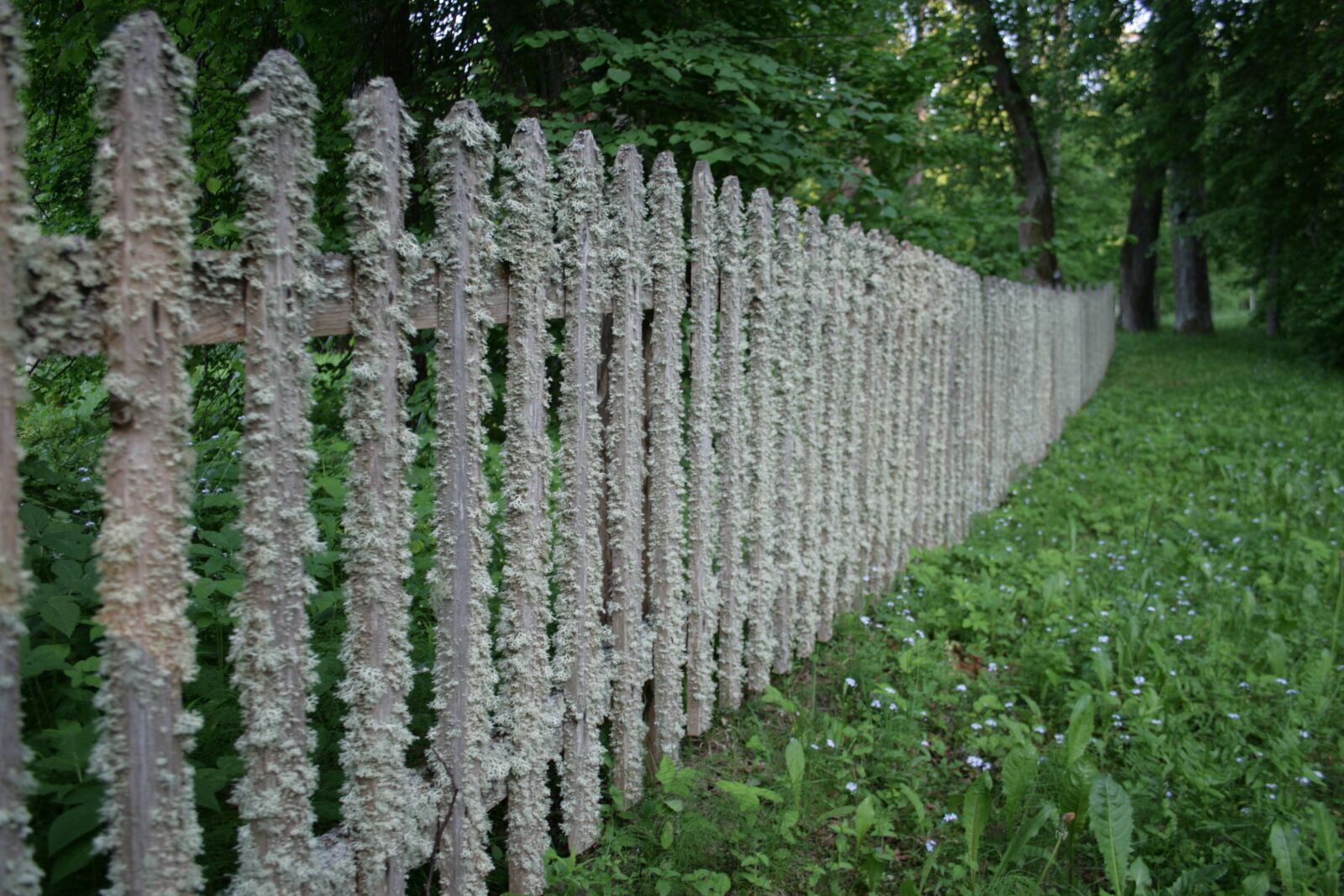 Canon EOS 400D (EOS Digital Rebel XTi / EOS Kiss Digital X) sample photo. Fence, tree, village photography