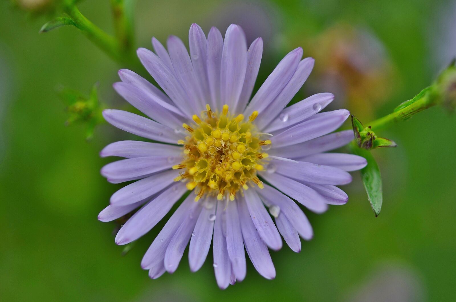 Nikon D7000 sample photo. Flower, natur, spring photography