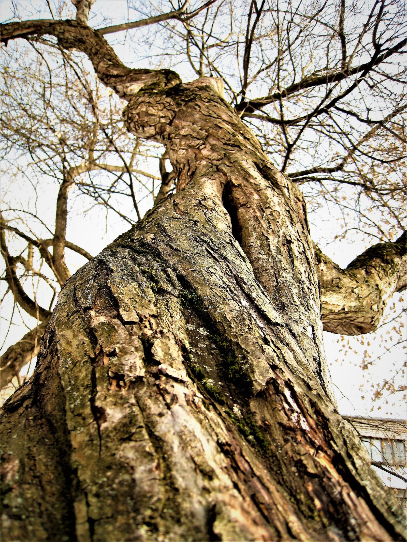 Canon DIGITAL IXUS 860 IS sample photo. Tree, trunk, nature photography