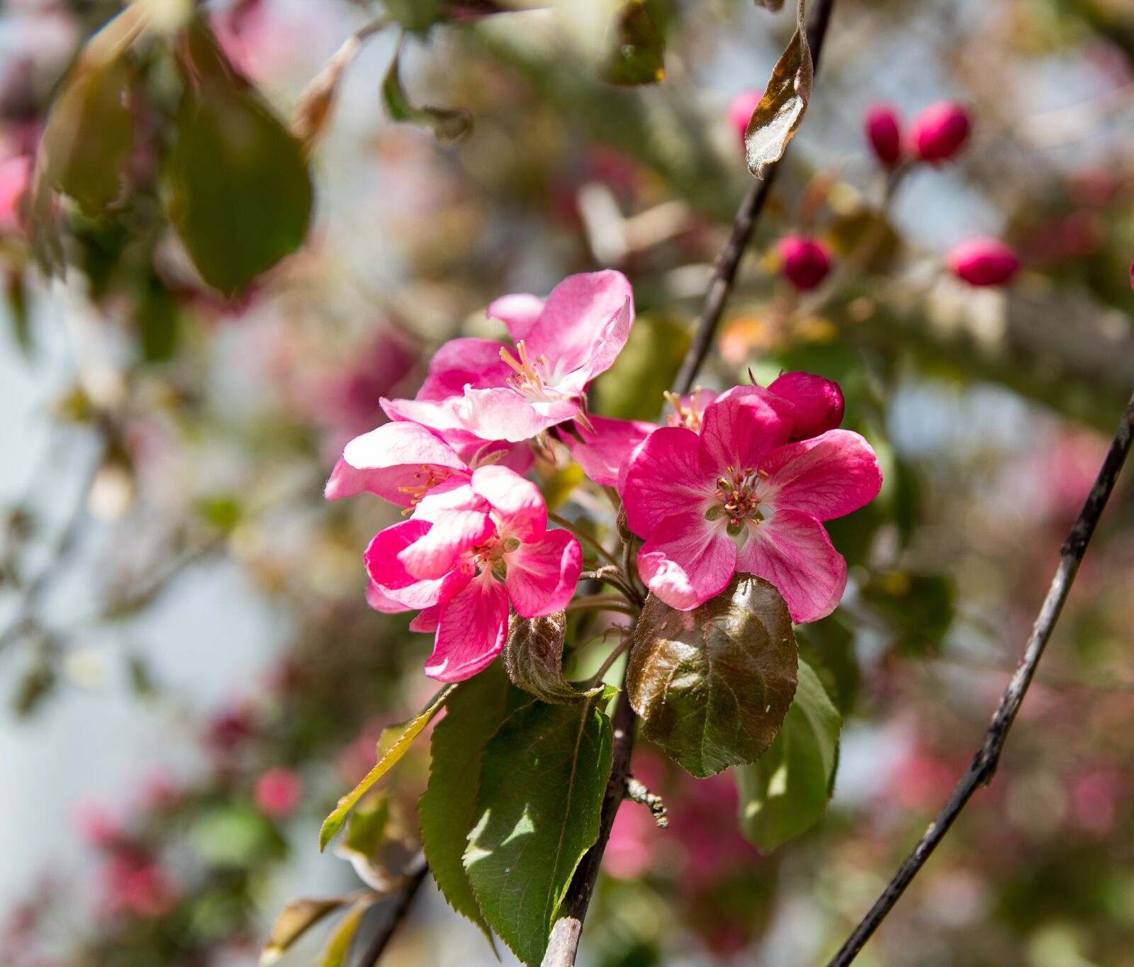 Canon EOS 80D sample photo. Ornamental cherry, blossom, bloom photography