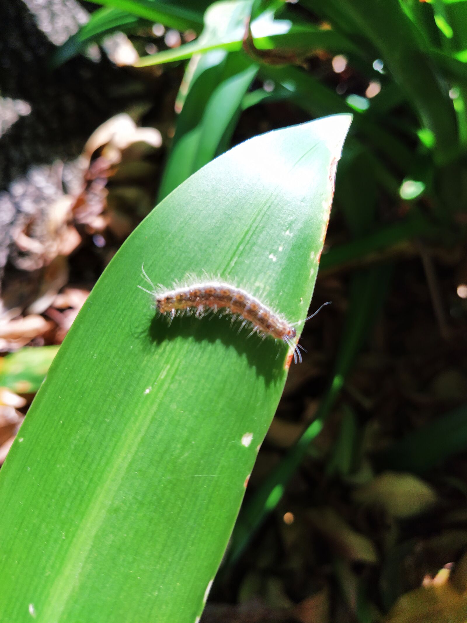 Xiaomi Mi A3 sample photo. Caterpillar, nature, plants photography