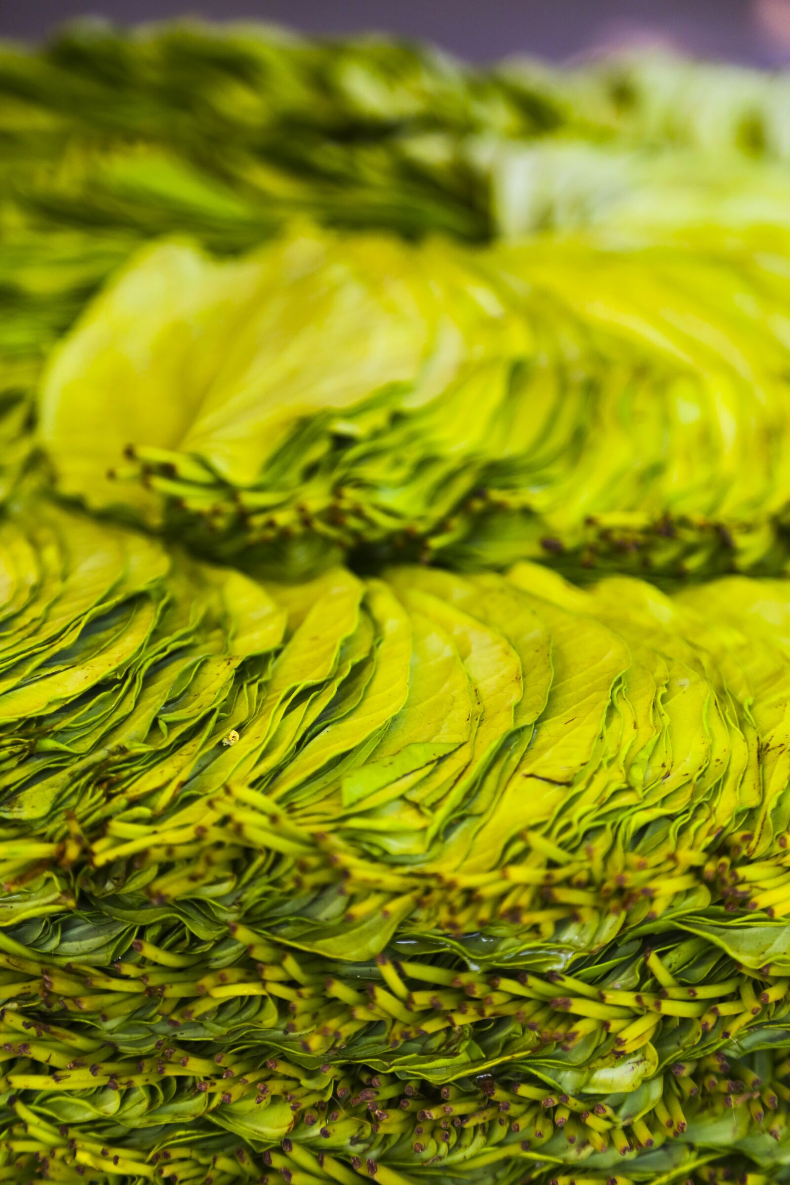 Canon EOS 6D + Canon EF 24-105mm F4L IS USM sample photo. Paan, leaf, betel photography