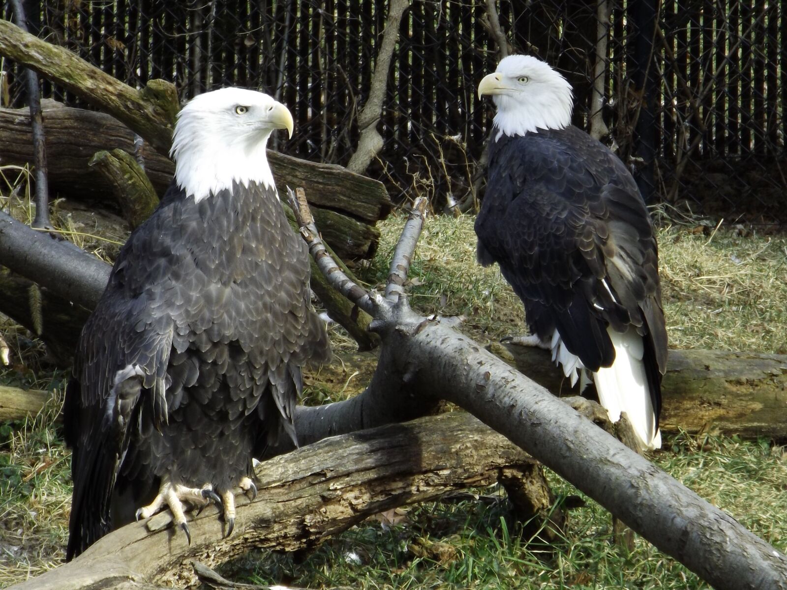Fujifilm FinePix S4830/Walmart sample photo. Eagles, devotion, determination photography