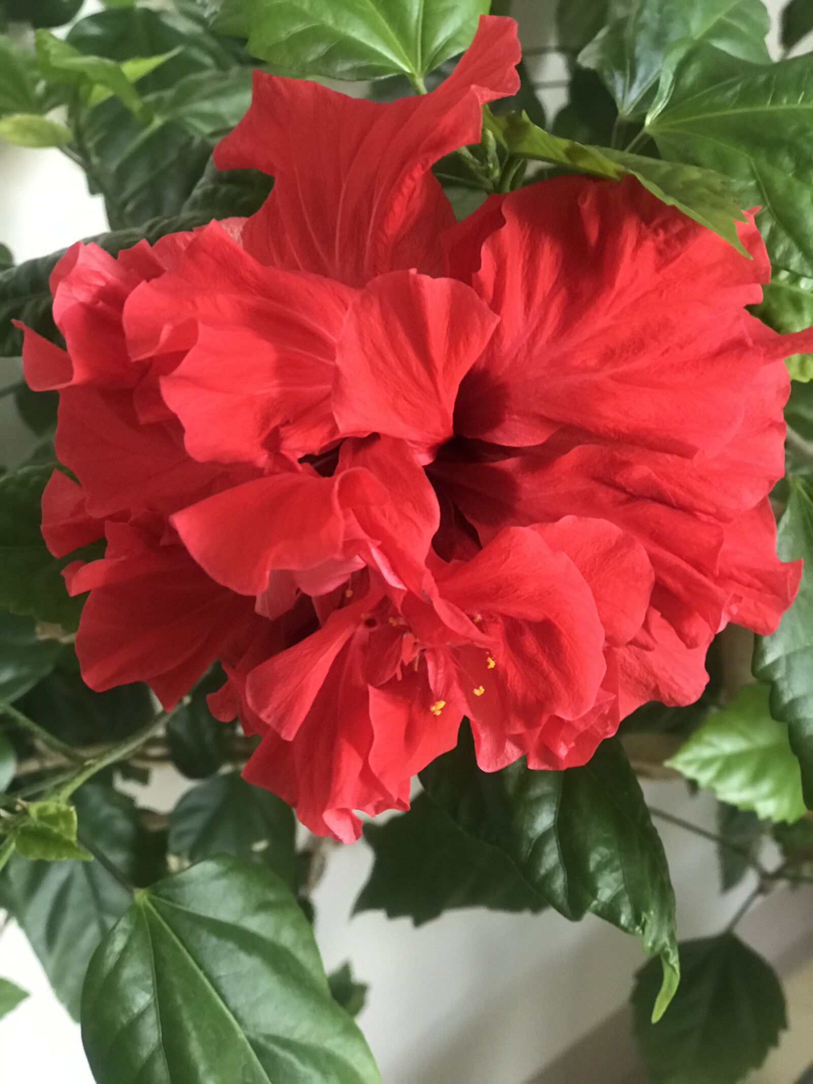 Apple iPhone 7 Plus sample photo. Flower, hibiscus, rose photography