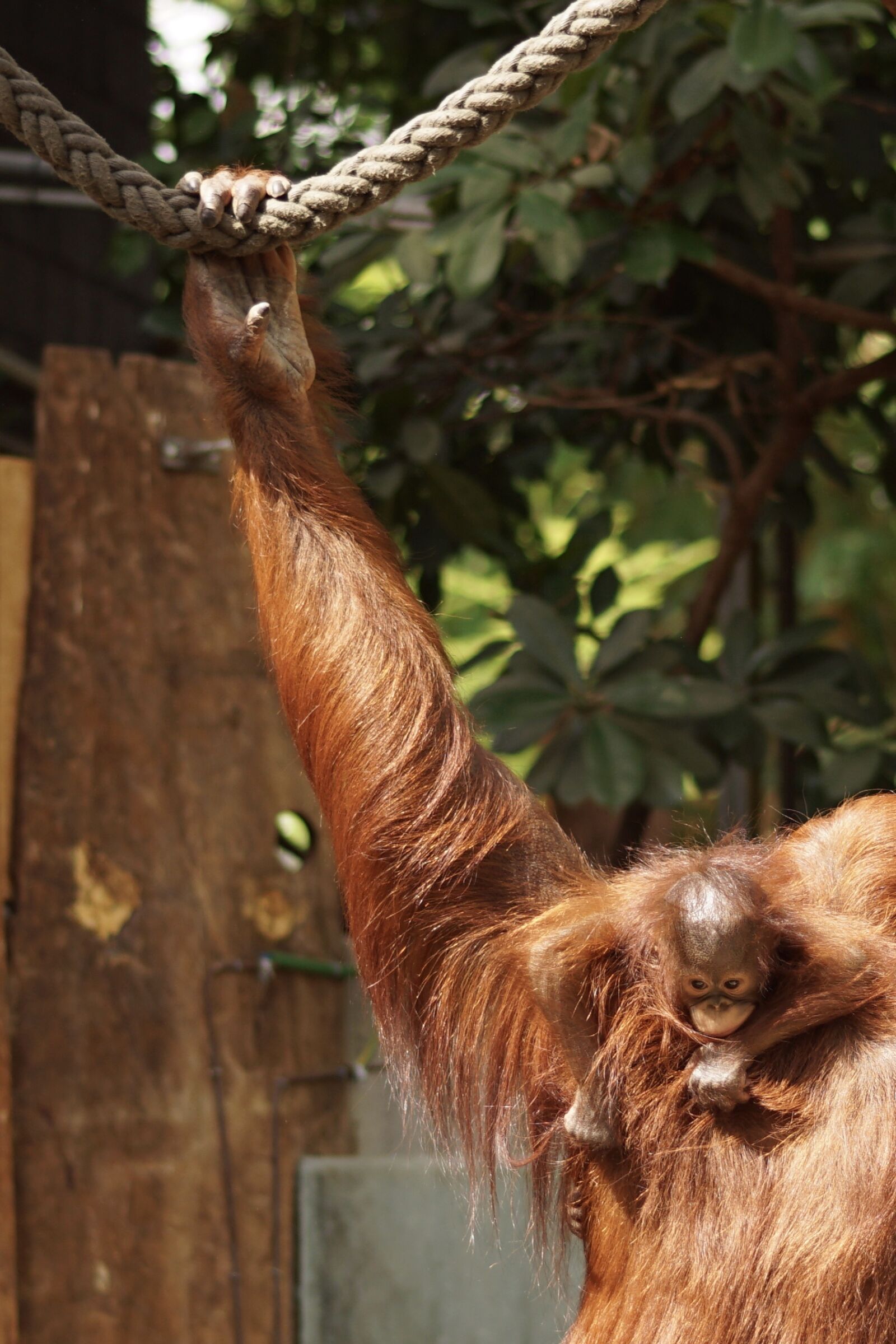 Sony SLT-A68 sample photo. Zoo, orang-utan, young animal photography