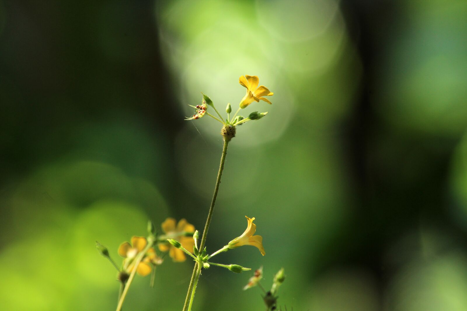 Canon EOS 1300D (EOS Rebel T6 / EOS Kiss X80) sample photo. Nature, leaf, outdoors photography