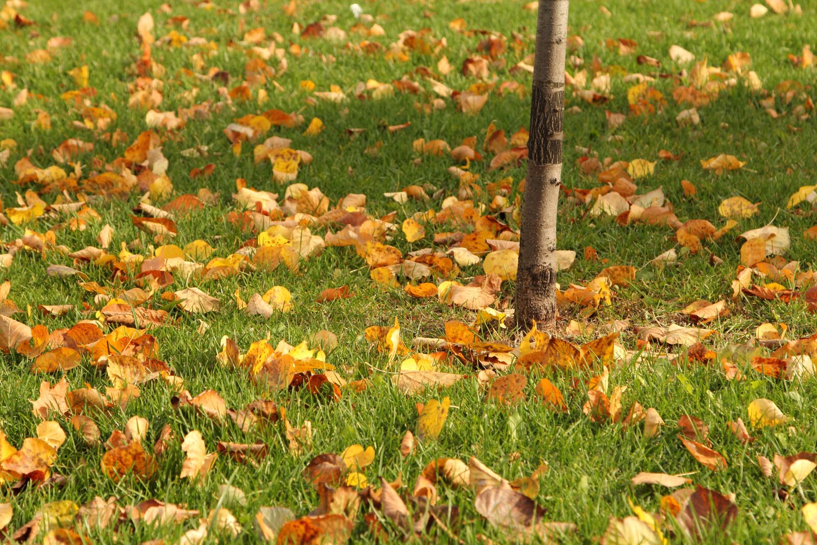 Canon EOS 60D + Canon EF 24-105mm F4L IS USM sample photo. Autumn, leaves, foliage photography