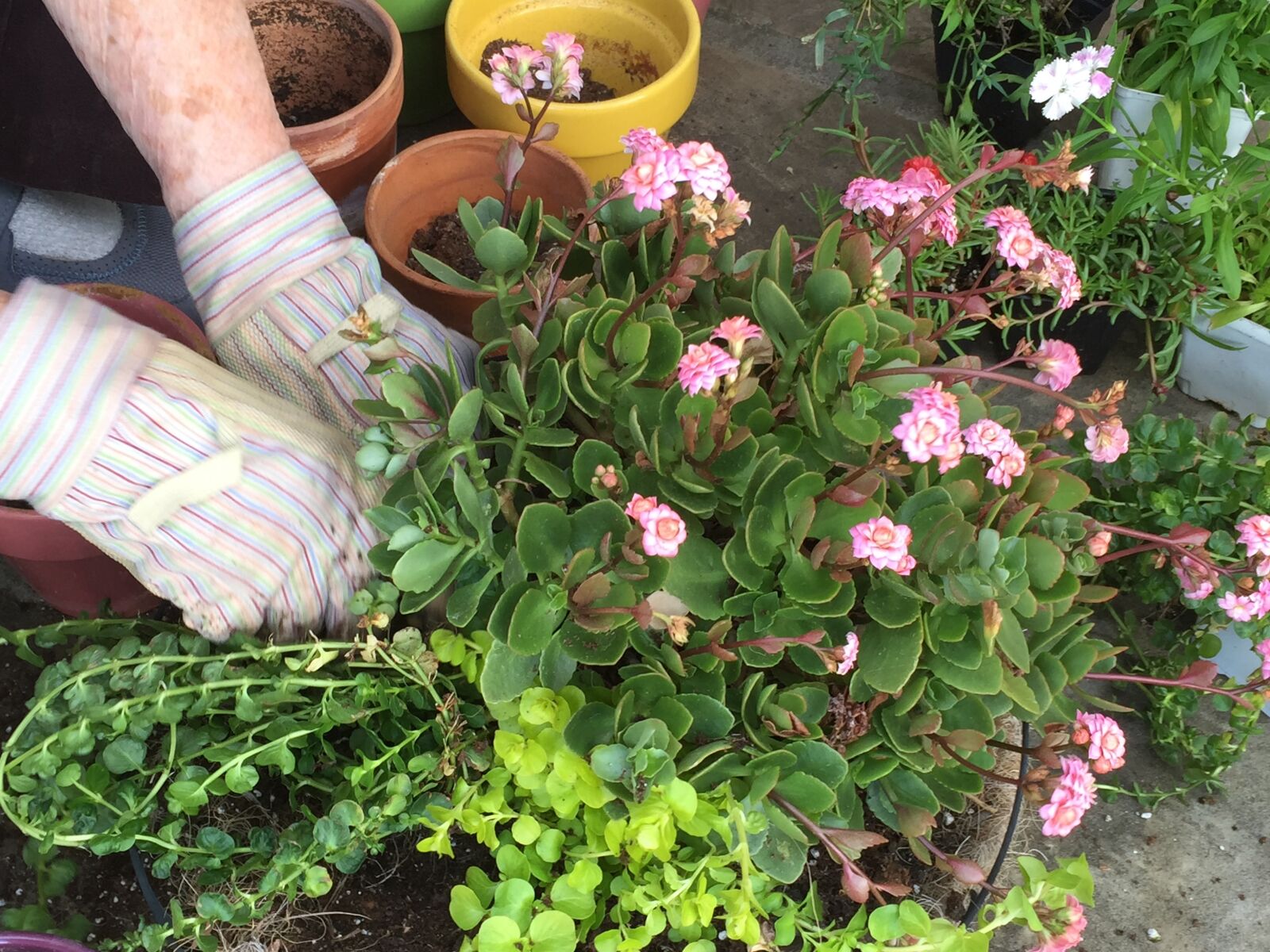 Apple iPhone 6 sample photo. Plants photography