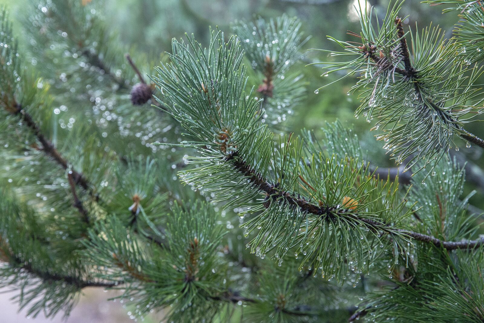 Canon EF 24-70mm F2.8L II USM sample photo. Forest, rain, beauty photography