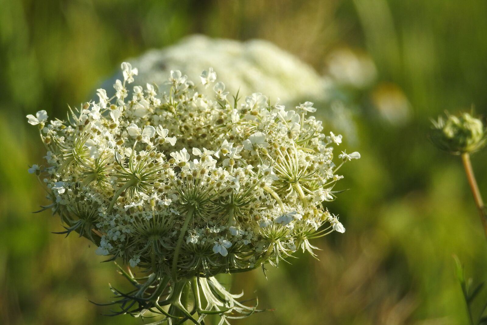 Nikon Coolpix P900 sample photo. Wild carrot, plant, grassland photography