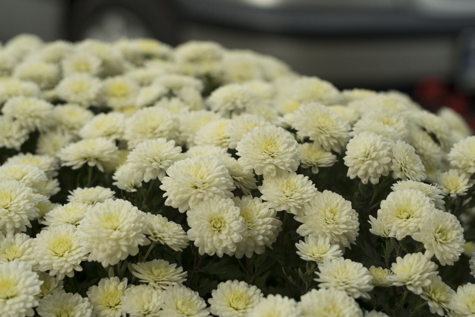 Fujifilm X-T10 sample photo. Flower, chrysanthemum, nature photography