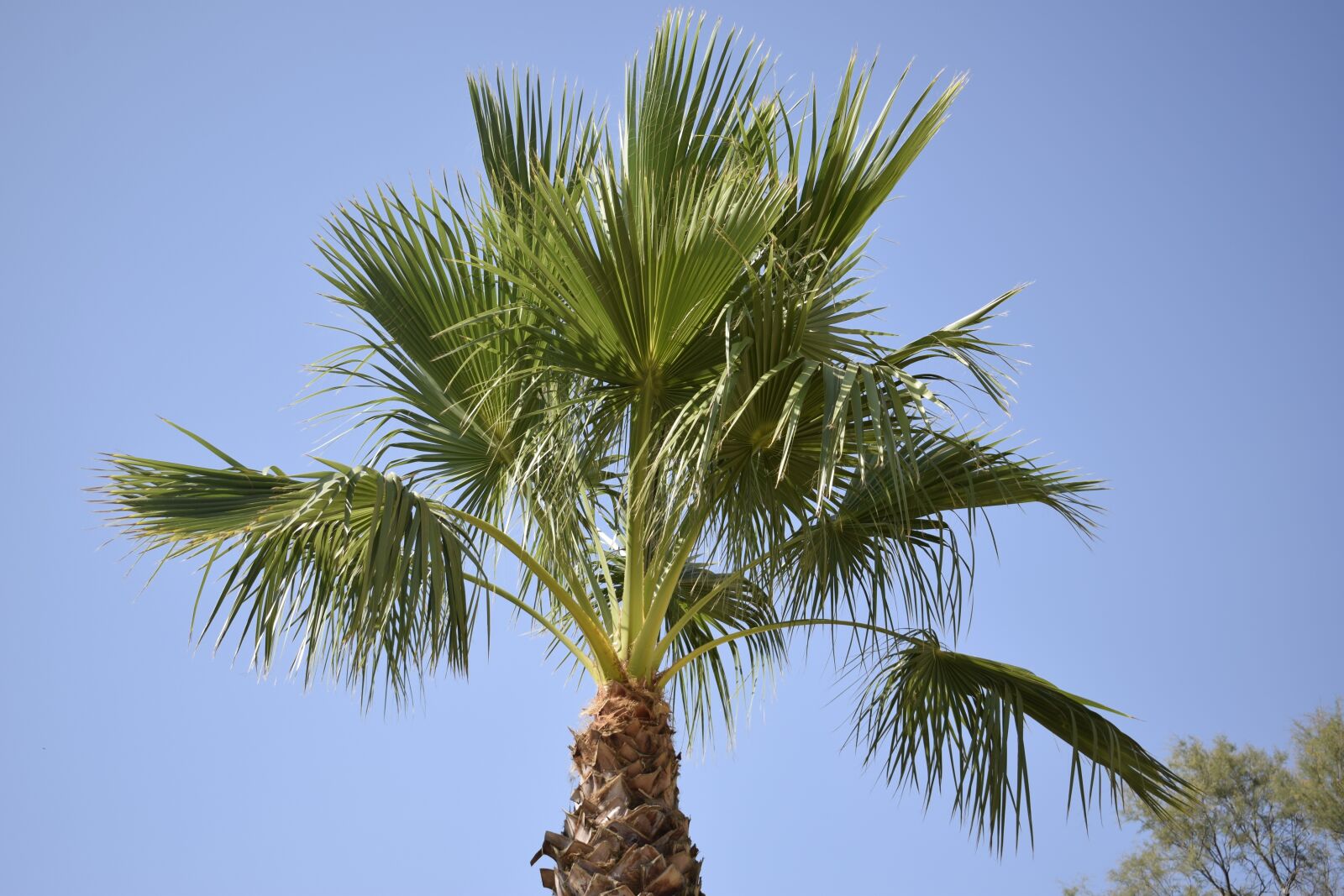 Nikon D3300 sample photo. Palm tree, almeria, summer photography